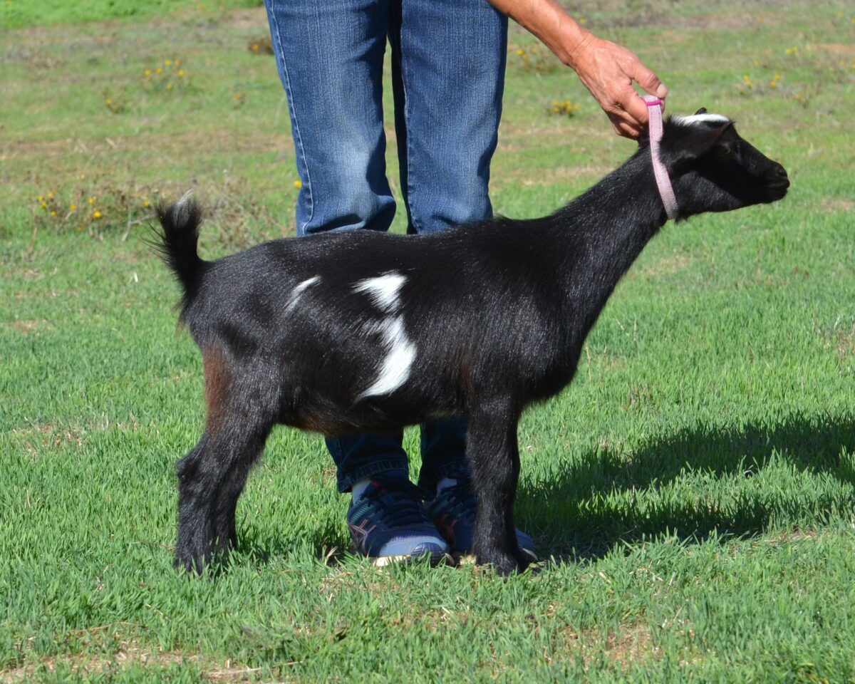 Person holding a black goat with markings.